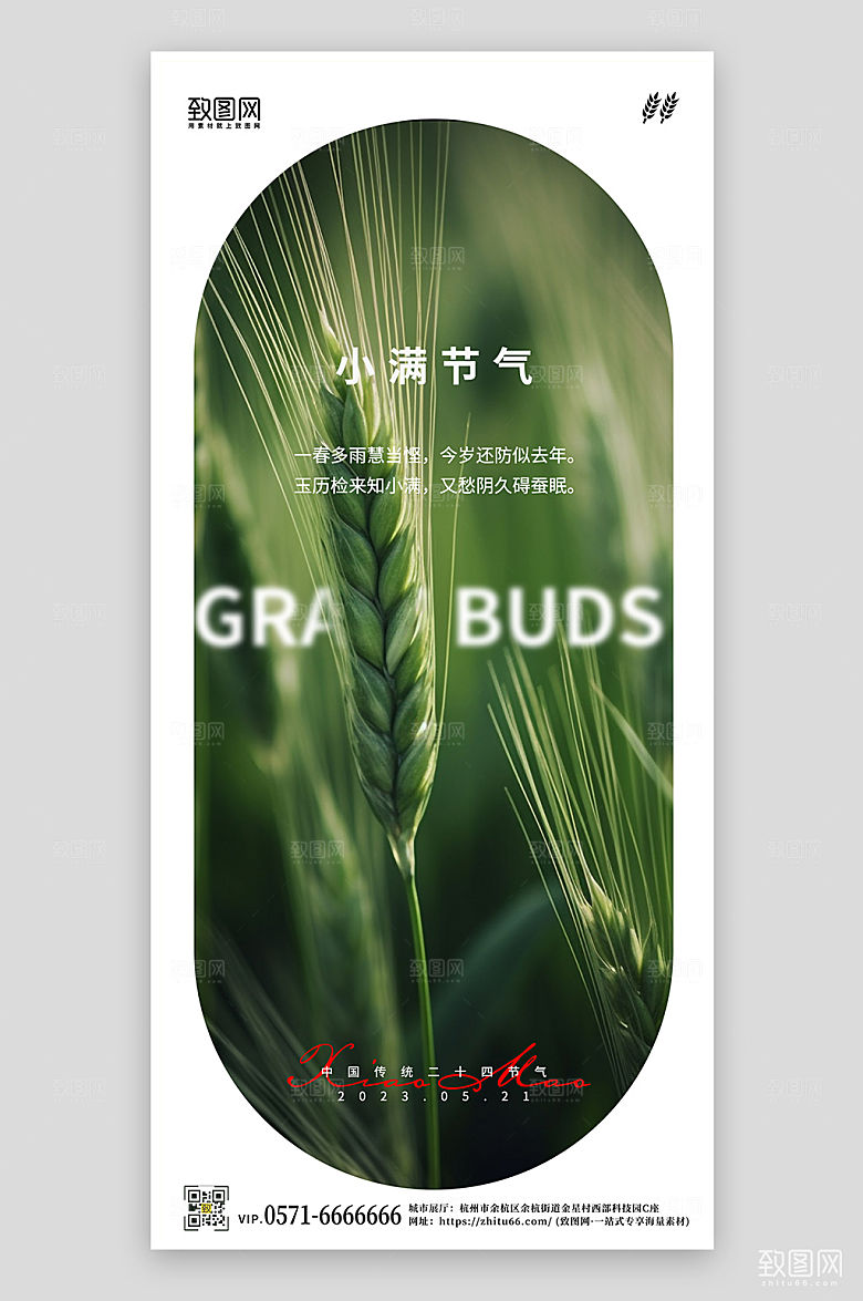 传统节气小满小麦手机海报