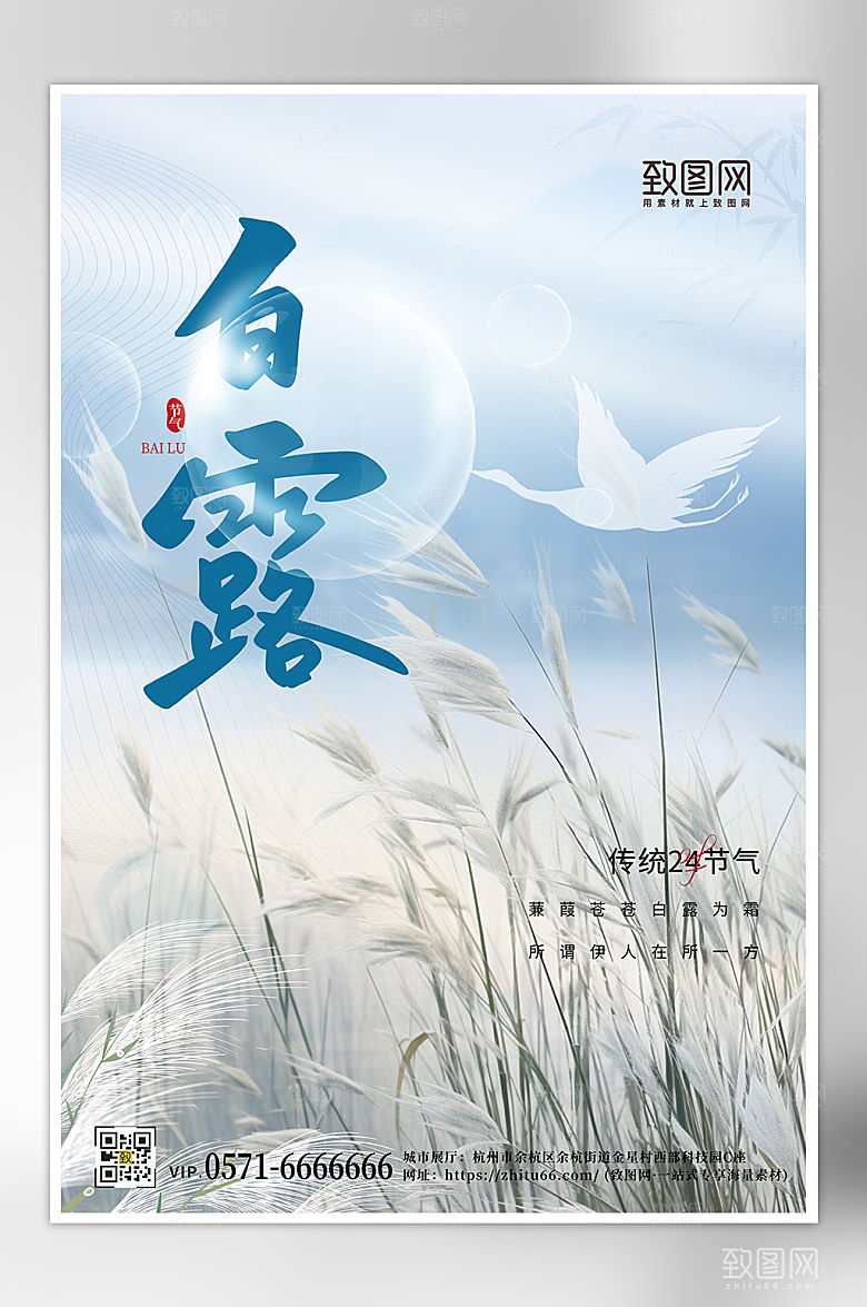 传统节气白露芦苇简约海报