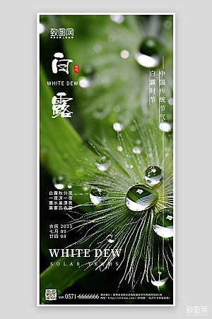 中国传统节气白露露珠植物手机海报