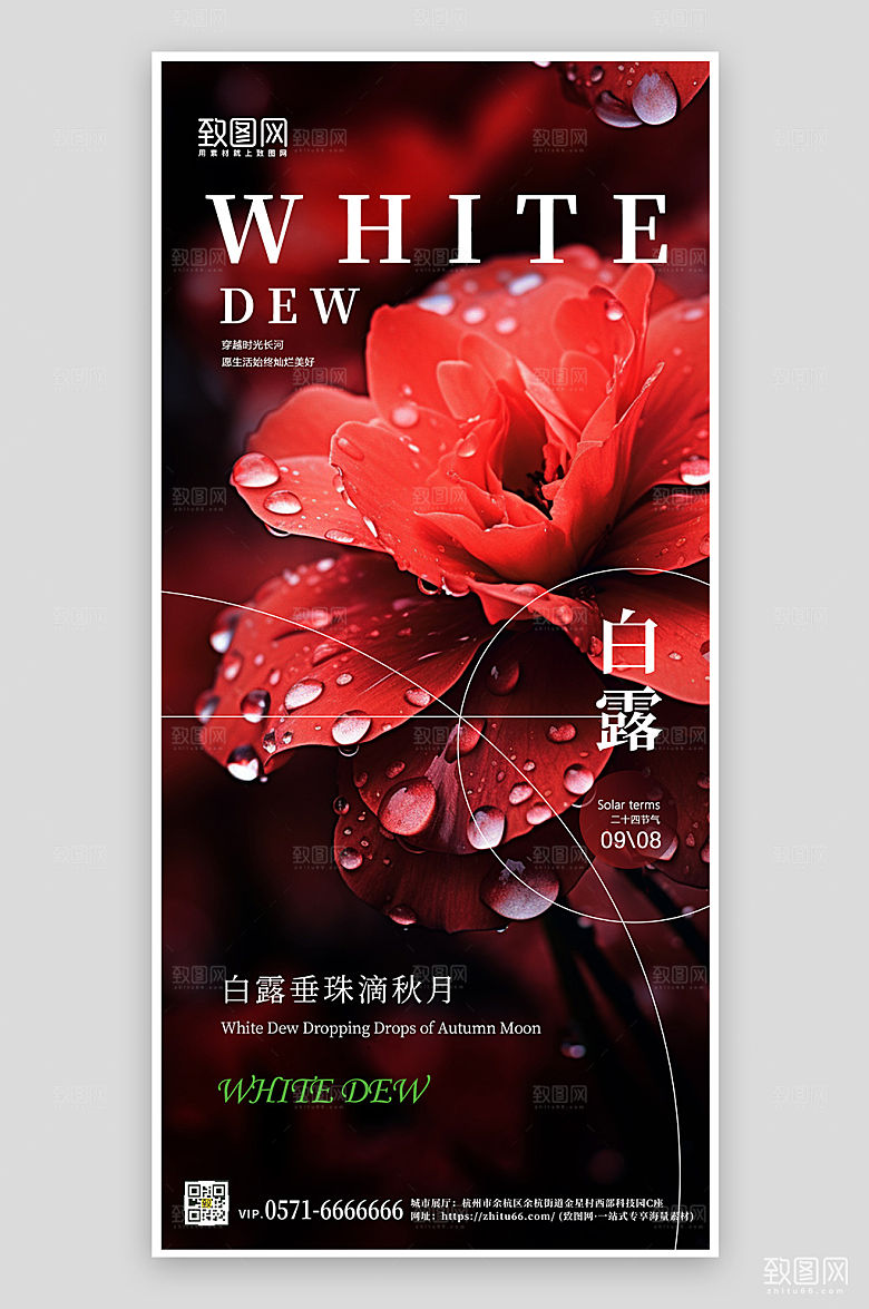 传统节气白露玫瑰露珠手机海报