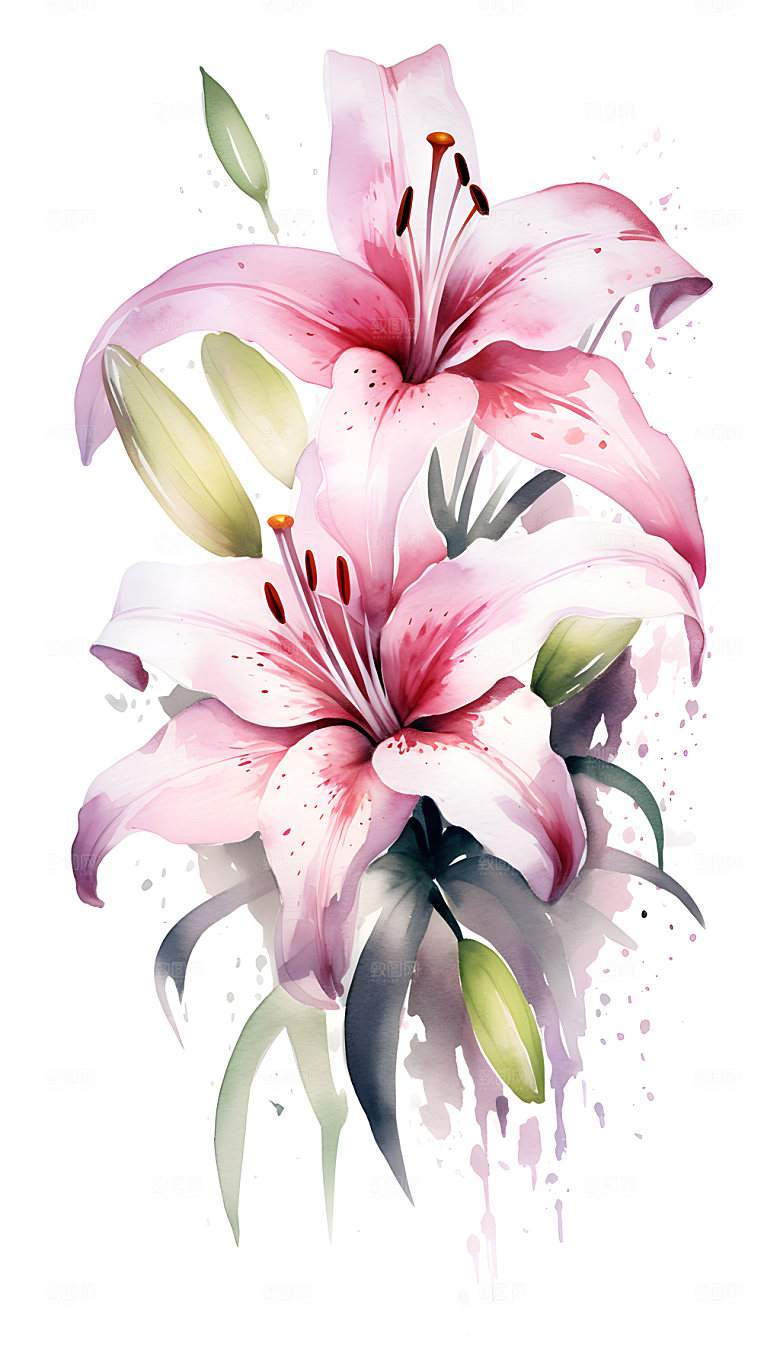 百合花水彩清新插画