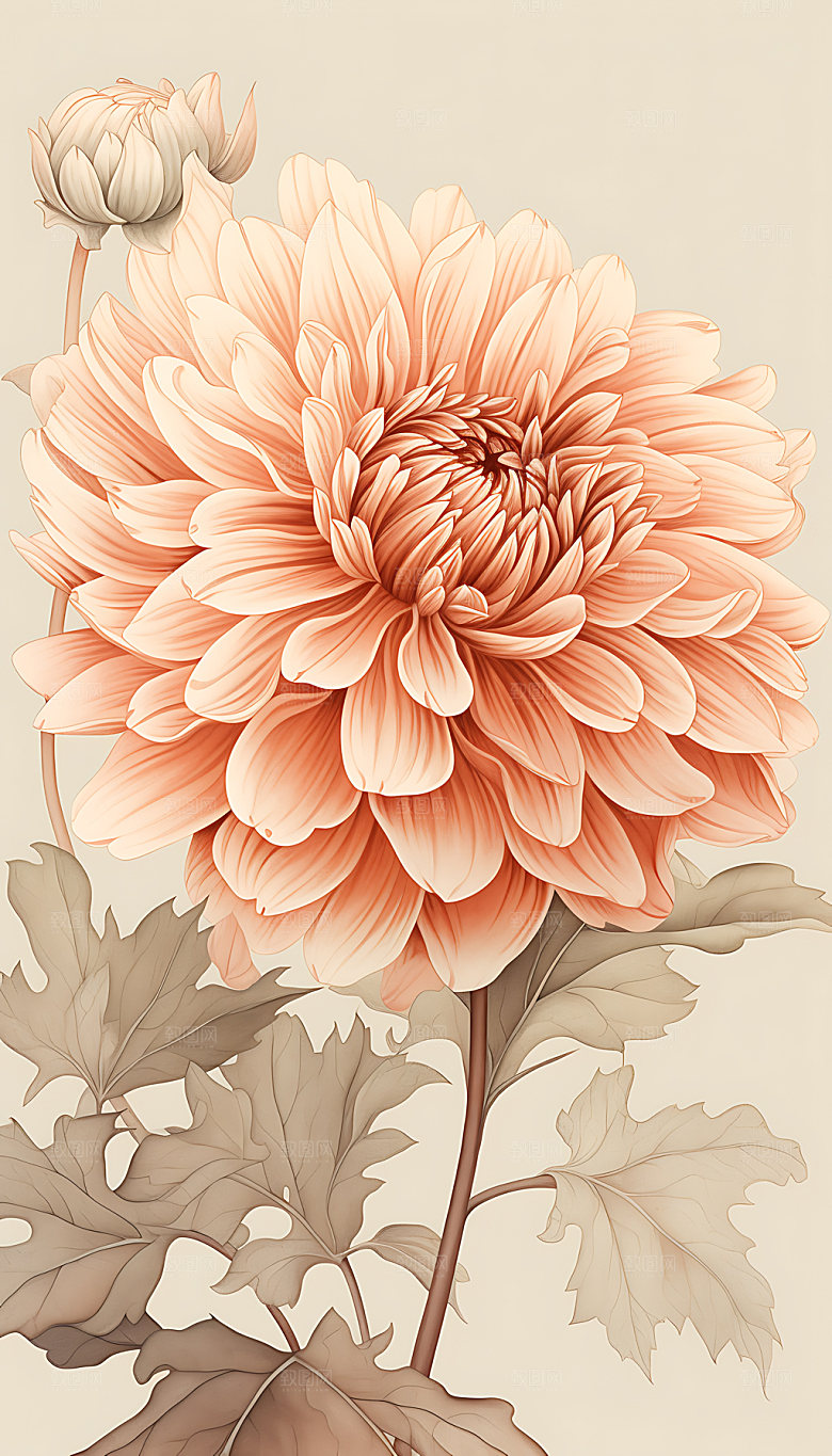 牡丹传统花卉插画