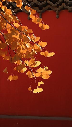 立秋秋天风景摄影图