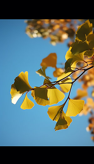立秋植物秋色摄影图
