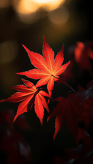 立秋自然秋色摄影图