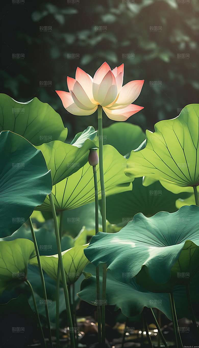小暑节气炎热摄影图