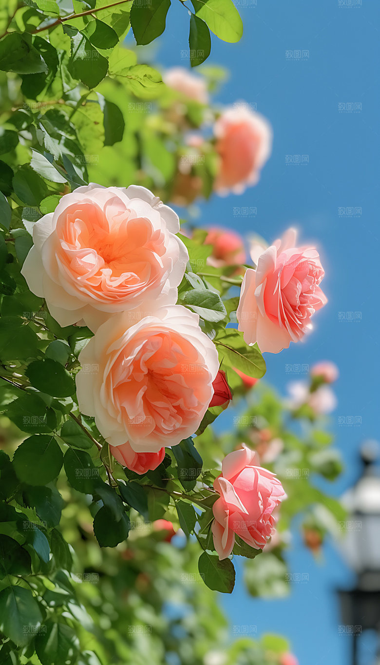 夏至夏日自然摄影图