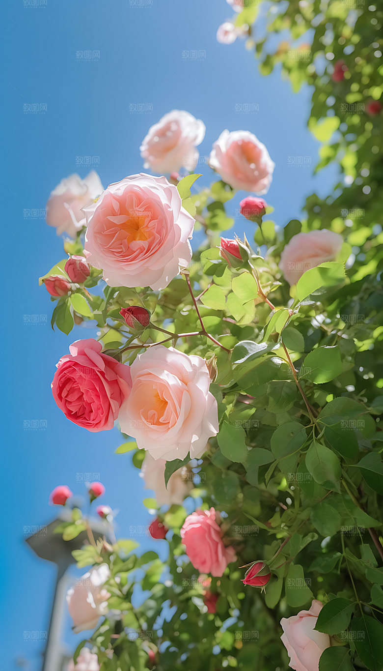 夏至节气炎热摄影图