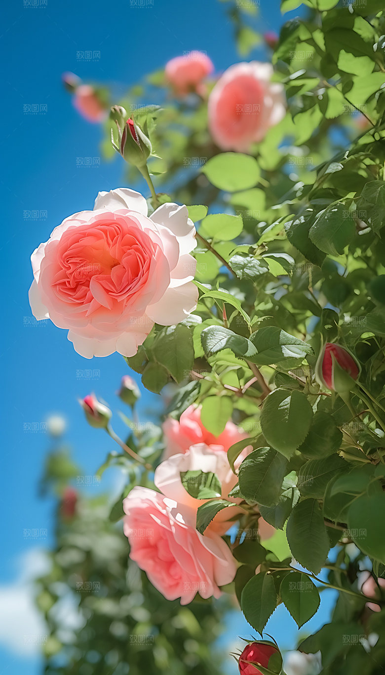 夏至炎热节气摄影图