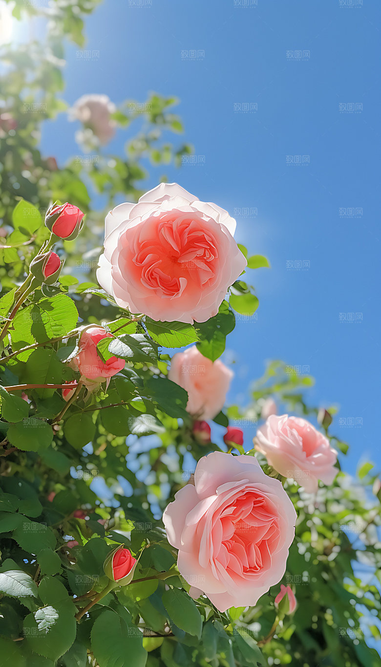 夏至自然夏日摄影图
