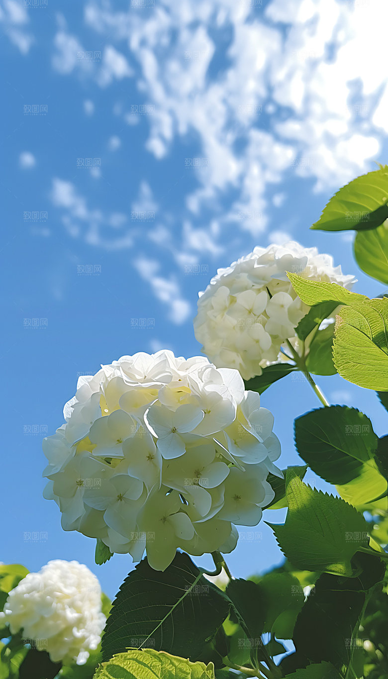 夏至夏季夏日摄影图