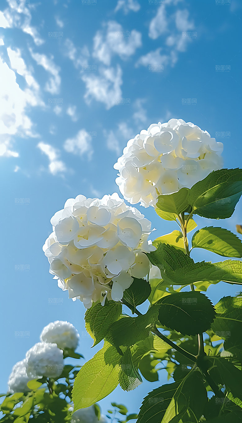 夏至夏日清新摄影图