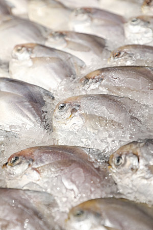 海鲜生鲜鱼类摄影图