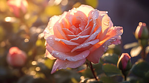 玫瑰花高清光感摄影图