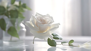 玫瑰花植物月季摄影图