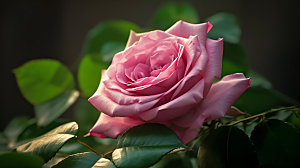 玫瑰花优雅月季摄影图