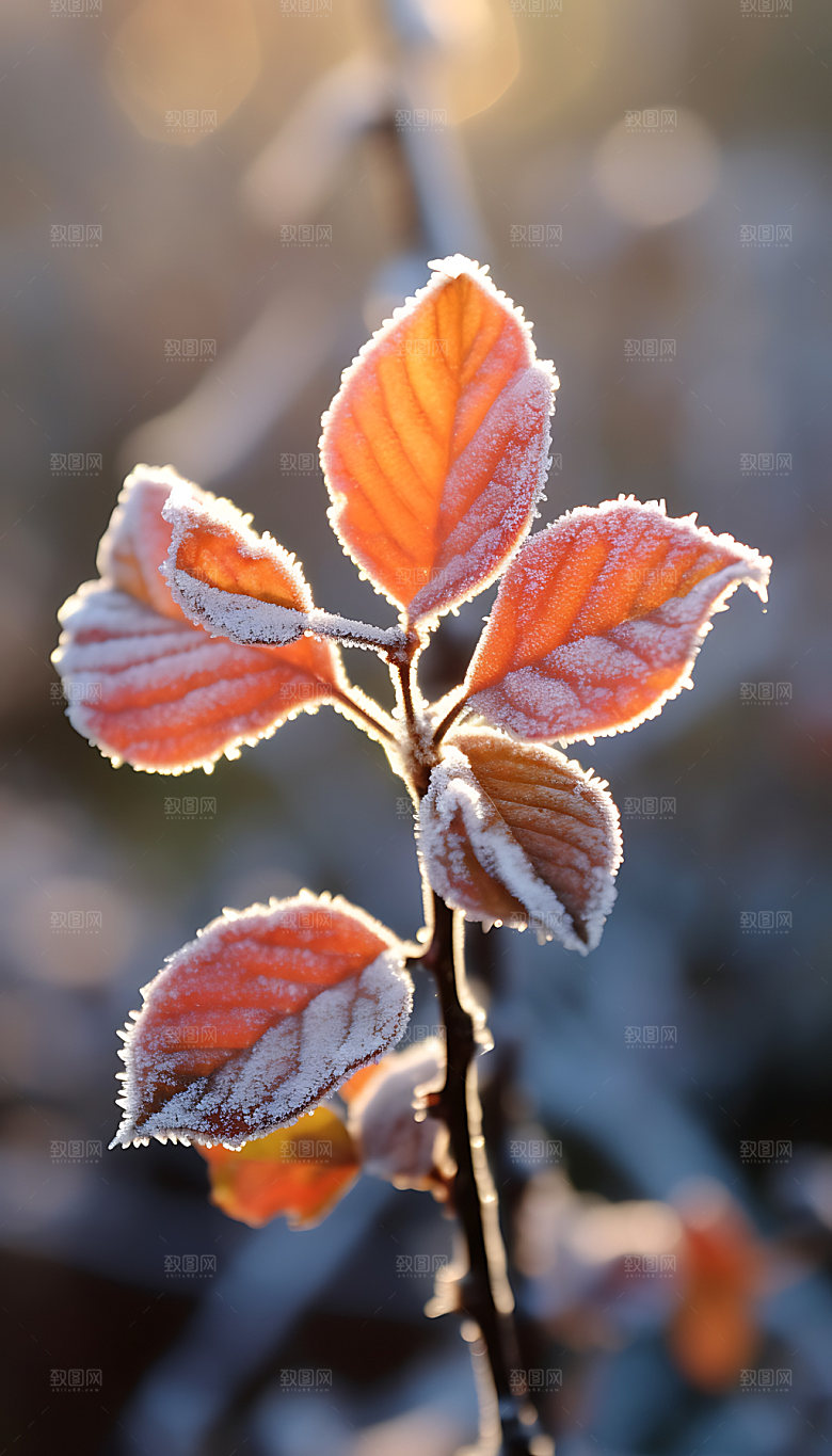 霜降二十四节气冰雪摄影图