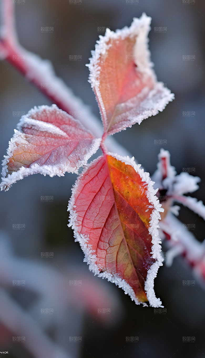 霜降冰雪冬日摄影图