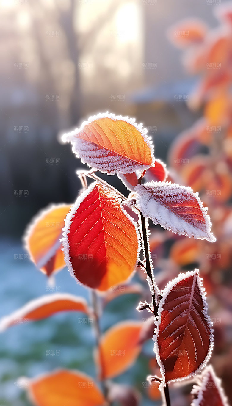 霜降冬天冰雪摄影图