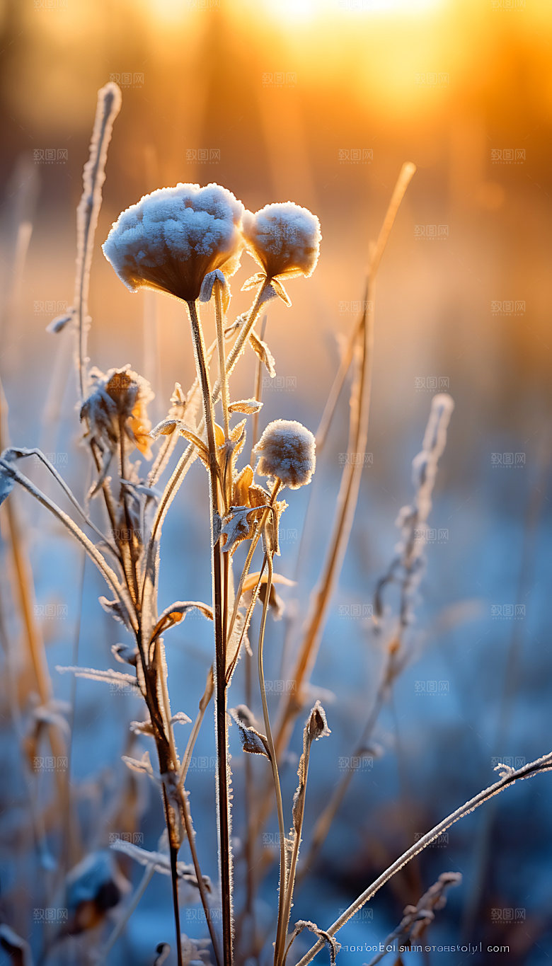 霜降冰雪高清摄影图