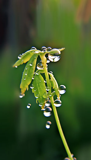 谷雨春天二十四节气摄影图