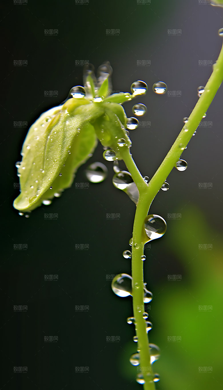 谷雨二十四节气耕种摄影图