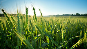 麦田粮食麦穗摄影图