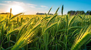 麦田粮食麦地摄影图