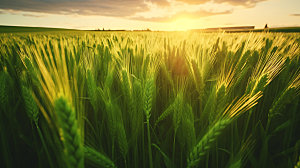 麦田农业粮食摄影图