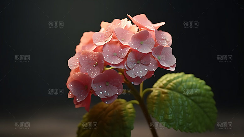 绣球花八仙花紫阳花摄影图