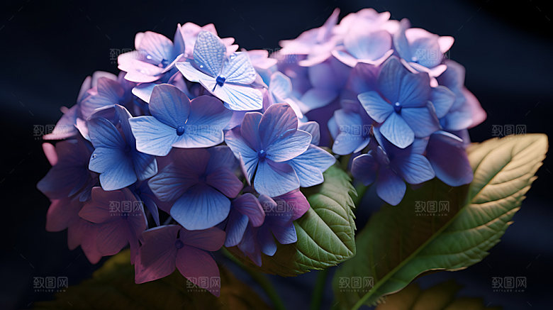 绣球花夏日自然摄影图