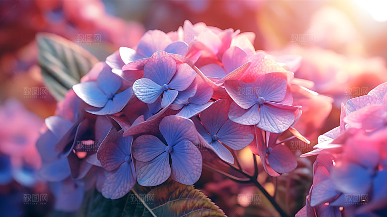 绣球花高清紫阳花摄影图