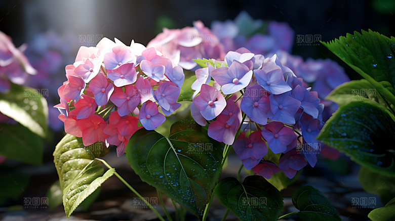 绣球花特写高清摄影图