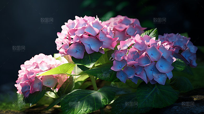绣球花特写自然摄影图