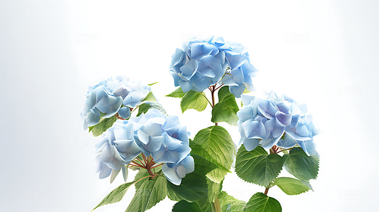 绣球花特写紫阳花摄影图