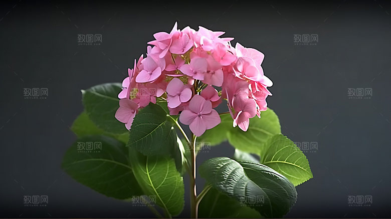 绣球花自然紫阳花摄影图