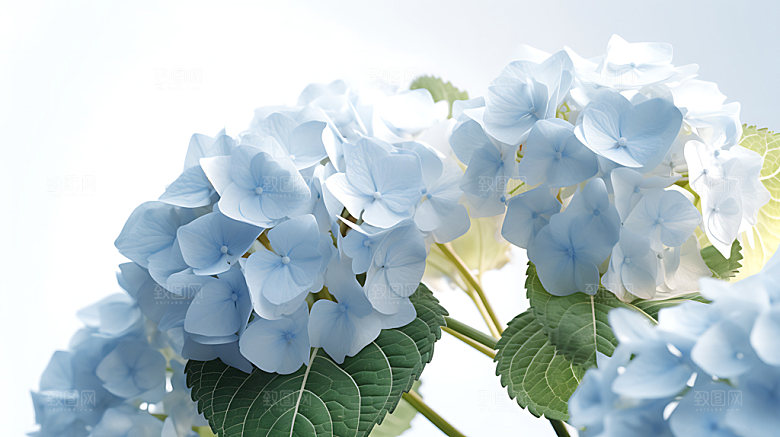 绣球花无尽夏八仙花摄影图