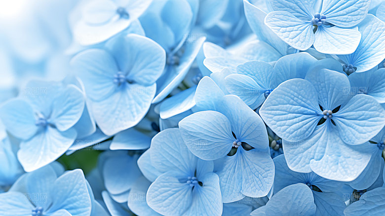 绣球花无尽夏特写摄影图