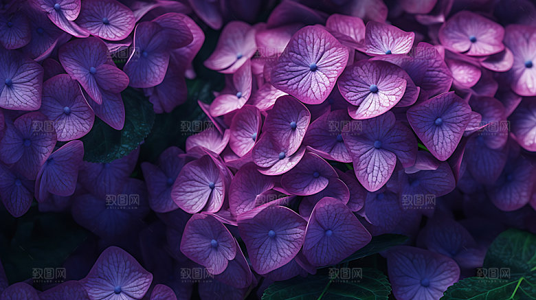 绣球花八仙花夏日摄影图