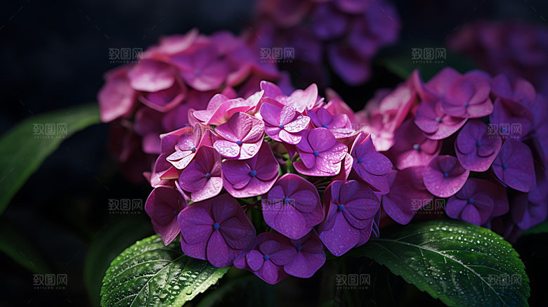 绣球花特写夏日摄影图