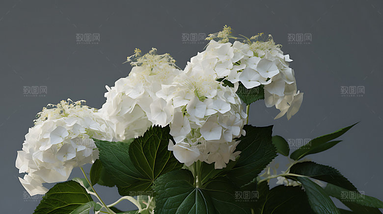 绣球花夏日自然摄影图