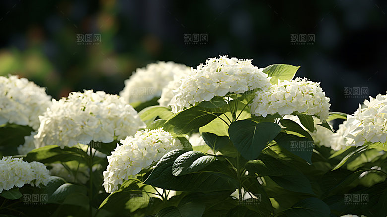 绣球花夏日紫阳花摄影图