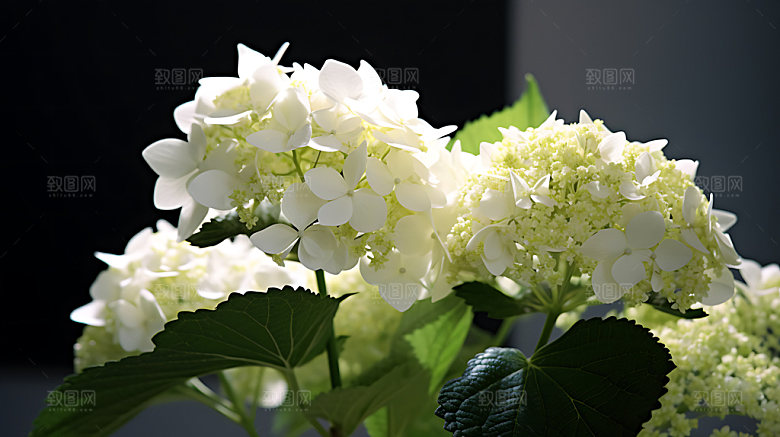 绣球花花卉高清摄影图