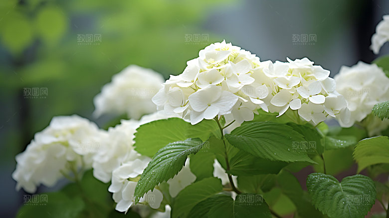 绣球花特写高清摄影图