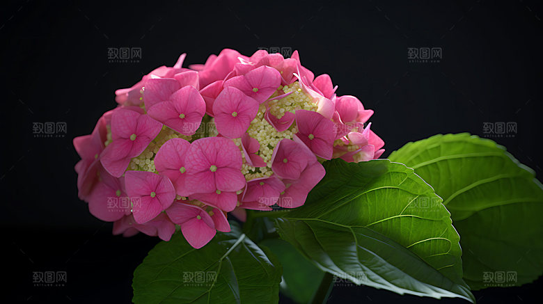 绣球花紫阳花特写摄影图