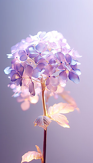 绣球花花卉八仙花摄影图