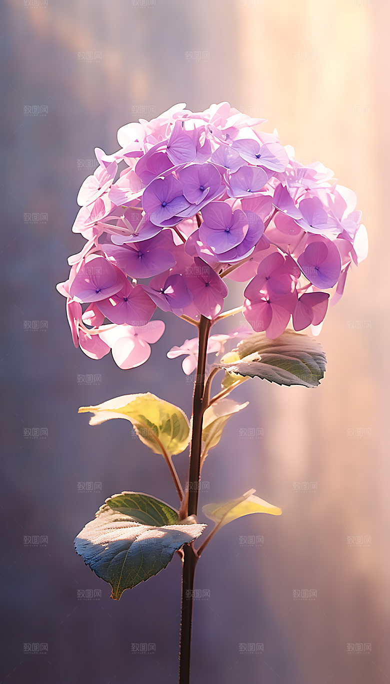 绣球花特写八仙花摄影图