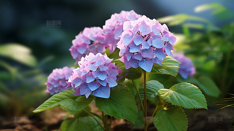 绣球花高清无尽夏摄影图