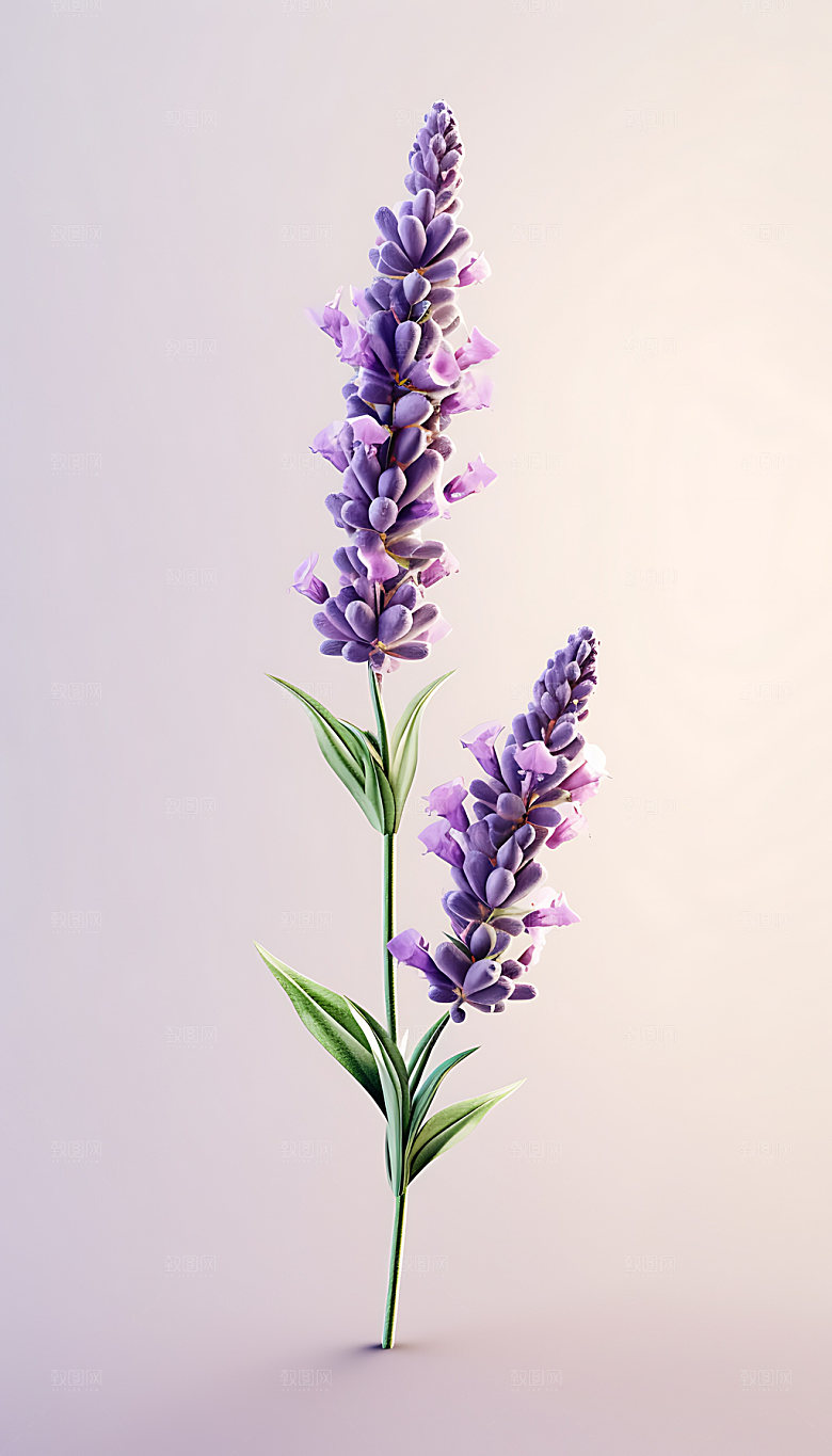 薰衣草高清鼠尾草摄影图