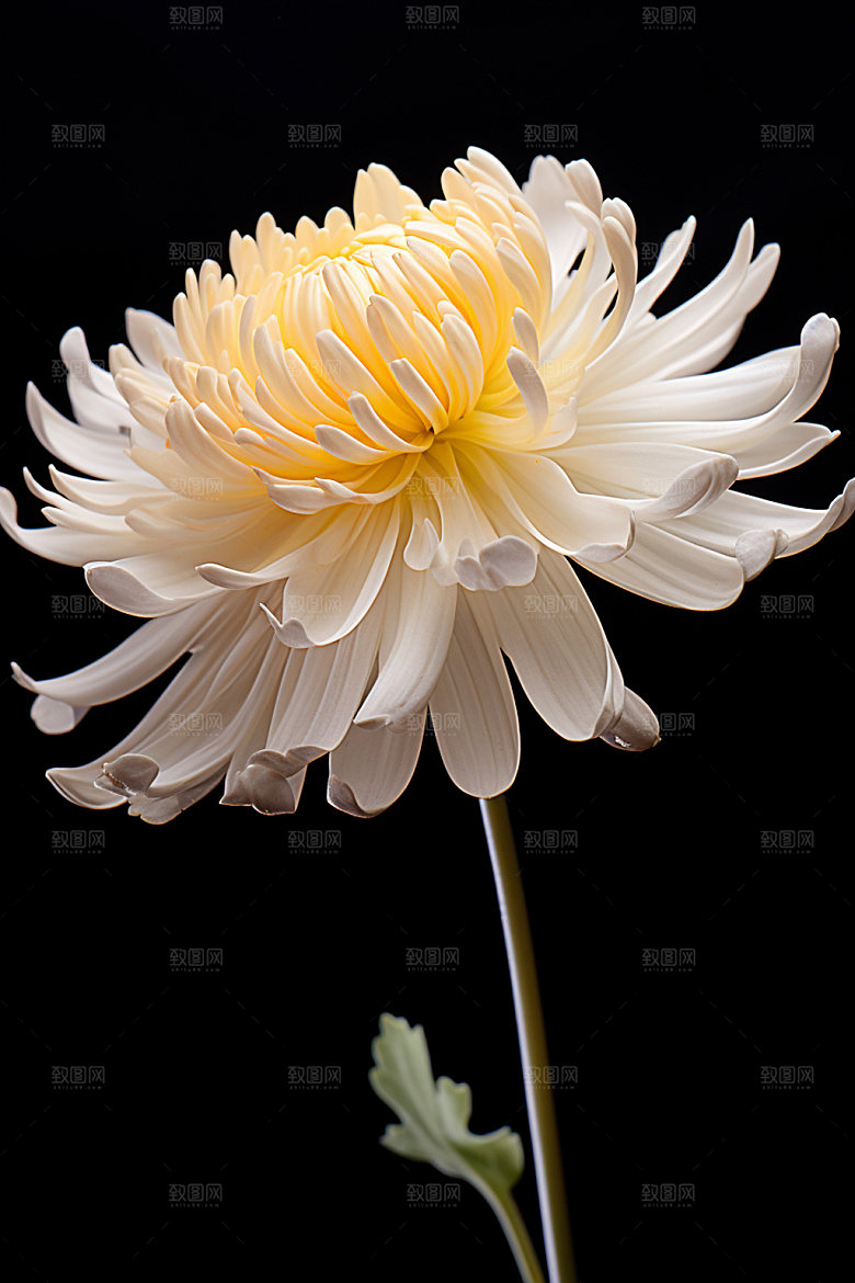 秋季花卉自然花朵模型